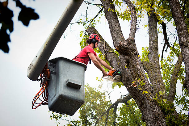 Best Large Tree Removal  in St Martins, MO